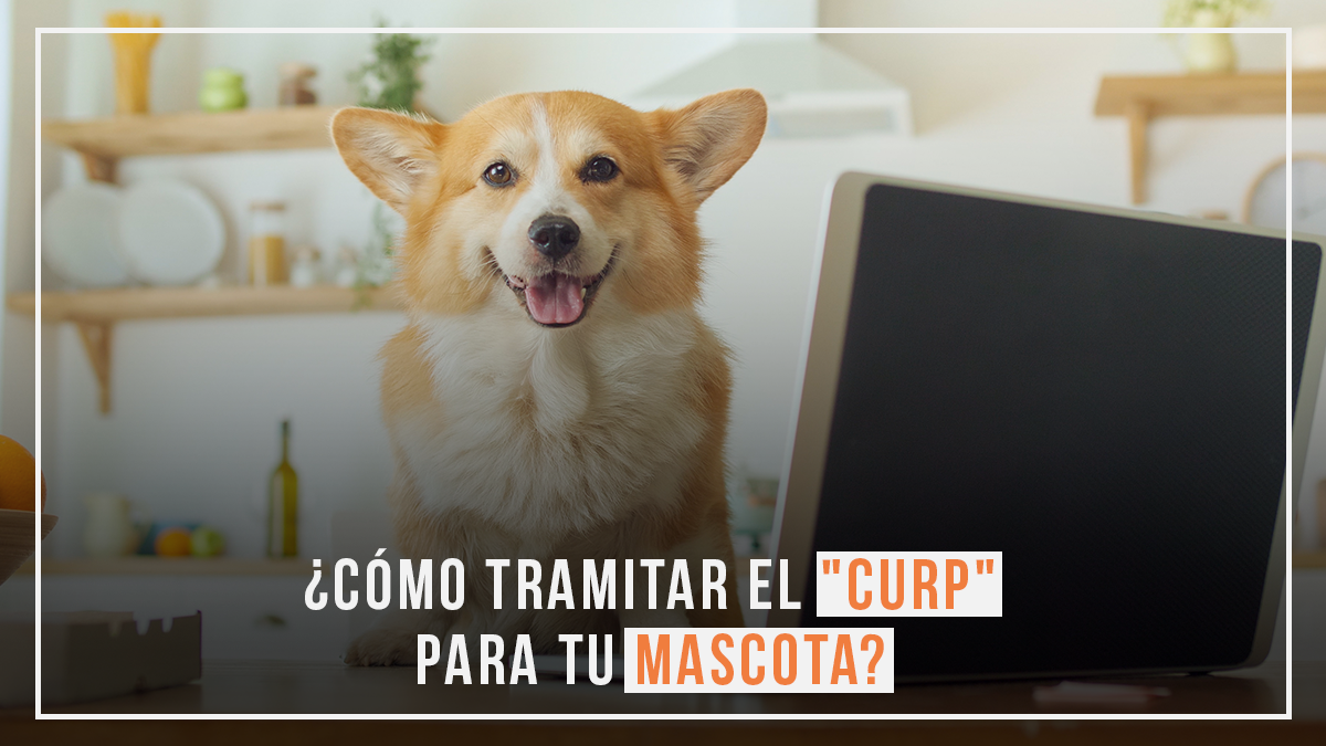 RUAC curp mascotas