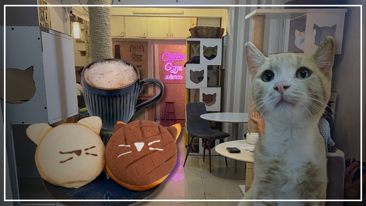 Catfecito: La cafetería de gatos en CDMX